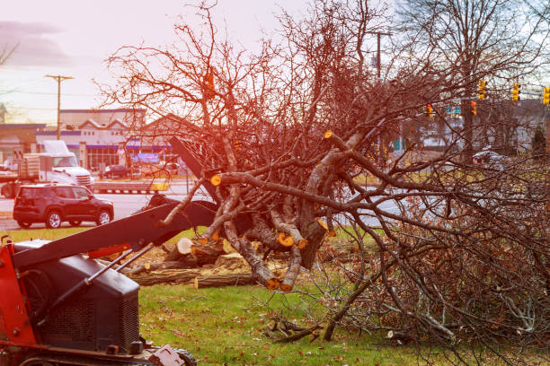 Tree and Shrub Care in Telford, TN